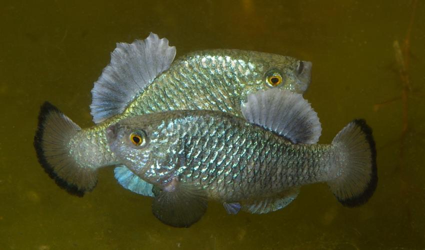 Cyprinodon longidorsalis mugshot