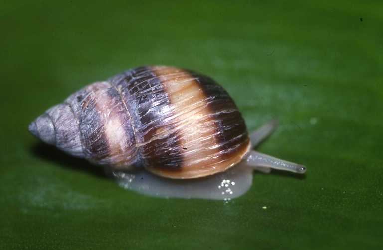 Partula suturalis mugshot
