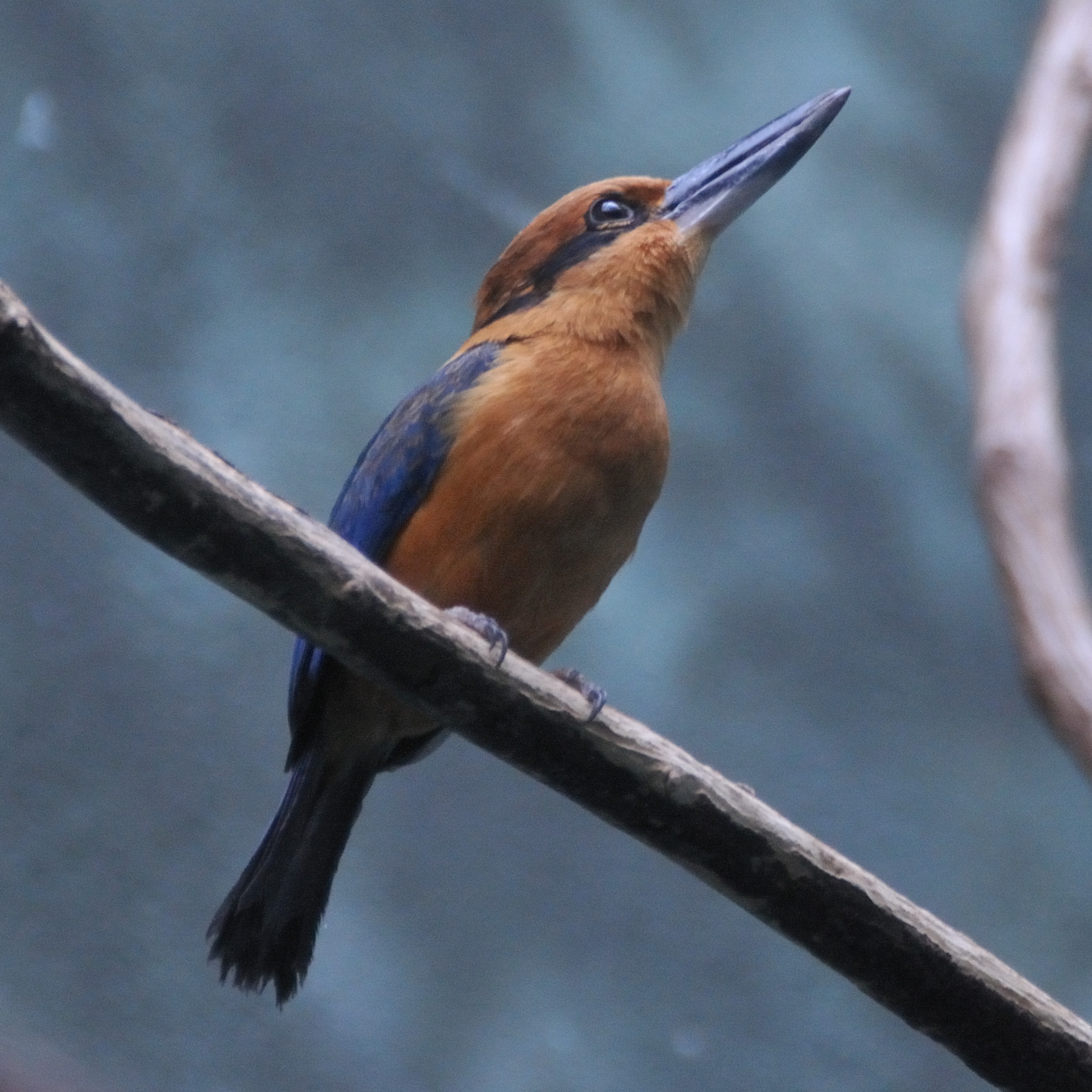 Todiramphus cinnamominus mugshot