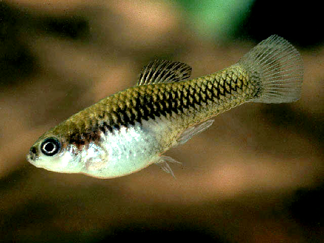 Xiphophorus couchianus mugshot
